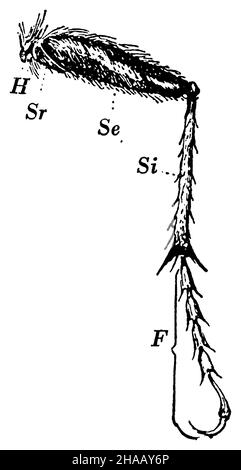 Cockchafer, Melolontha melolontha, anonym (livre de zoologie, 1928), Maikäfer Hinterbein Banque D'Images