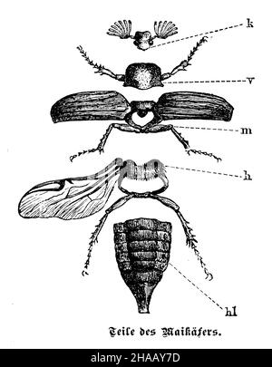 Cockchafer, Melolontha melolontha, anonym (livre de zoologie, 1899), Maikäfer: Körperteile Banque D'Images