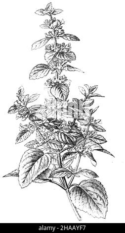 Baume au citron, Melissa officinalis, Schimper, Andreas Franz Wilhelm (livre botanique, 1900), Melisse-, Zitronen Banque D'Images