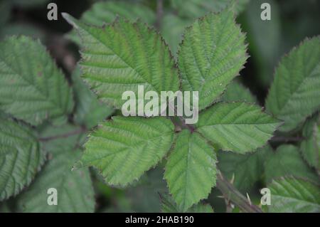 Feuille BlackBerry.Rubus idaeus part de la vue de dessus.Gros plan.Mise au point sélective. Banque D'Images