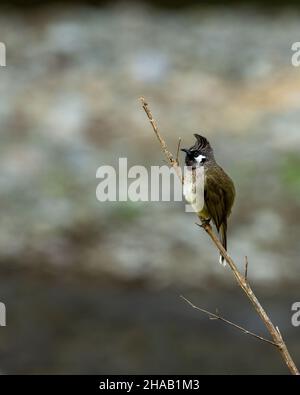 Bulbul himalayan ou bulbul blanc perchée sur la branche aux contreforts de l'himalaya uttarakhand india - Pycnonotus leucogenys Banque D'Images