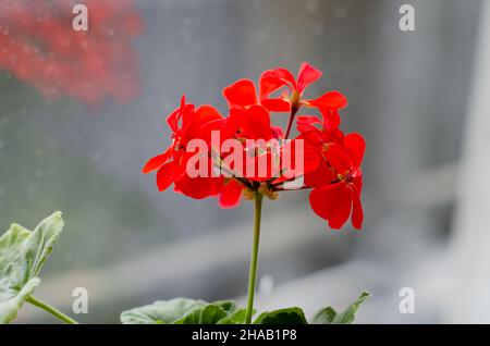 Géranium avec fleurs rouges sur le rebord de la fenêtre.Fleurs maison.Confort à la maison. Banque D'Images