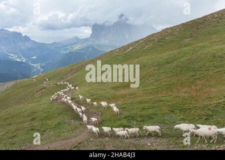 Brebis Brillenschaf dans un pâturage de montagne italien Banque D'Images