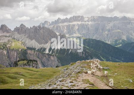 Brebis Brillenschaf dans un pâturage de montagne italien Banque D'Images