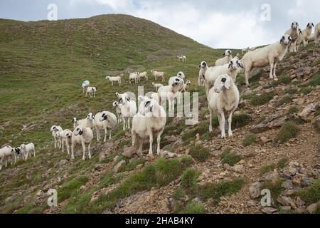 Brebis Brillenschaf dans un pâturage de montagne italien Banque D'Images