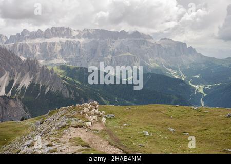Brebis Brillenschaf dans un pâturage de montagne italien Banque D'Images