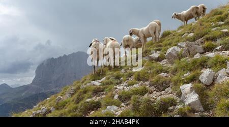 Brebis Brillenschaf dans un pâturage de montagne italien Banque D'Images