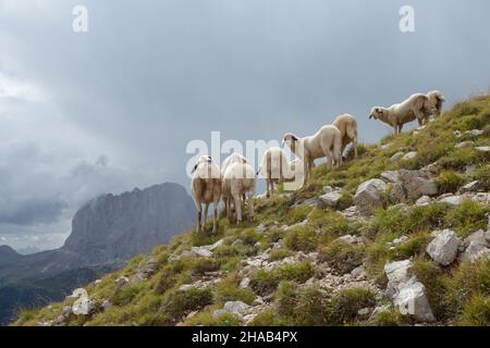 Brebis Brillenschaf dans un pâturage de montagne italien Banque D'Images