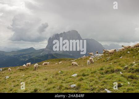 Brebis Brillenschaf dans un pâturage de montagne italien Banque D'Images