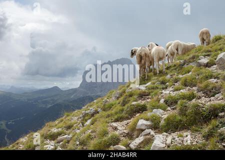 Brebis Brillenschaf dans un pâturage de montagne italien Banque D'Images