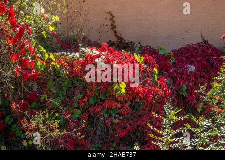 Ivy rouge américain qui grandit sur un mur en France Banque D'Images