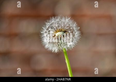 Une seule fleur de pissenlit sur un fond brunâtre indéfini et flou dans la lumière du soleil chaude. Banque D'Images