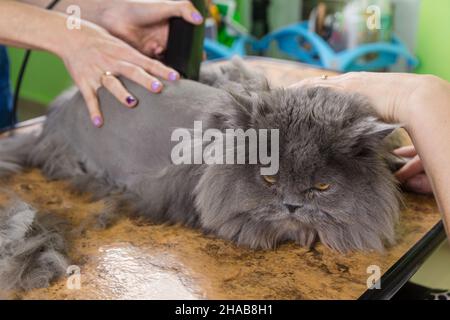 Chat persan cisaillés dans le salon de beauté pour les animaux. Banque D'Images