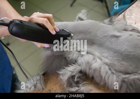 Chat persan cisaillés dans le salon de beauté pour les animaux. Banque D'Images