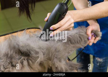 Chat persan cisaillés dans le salon de beauté pour les animaux. Banque D'Images