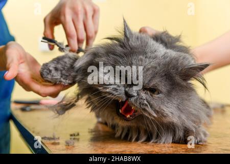 Chat persan cisaillés dans le salon de beauté pour les animaux. Le chat a peur et en colère. Banque D'Images