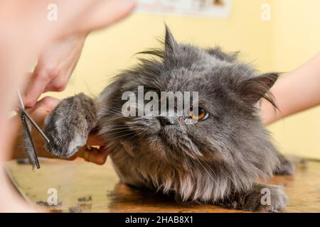 Chat persan cisaillés dans le salon de beauté pour les animaux. Le chat a peur et en colère. Banque D'Images