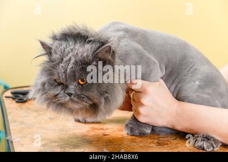 Chat persan cisaillés dans le salon de beauté pour les animaux. Le chat a peur et en colère. Banque D'Images