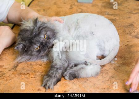 Toilettage chat animal en instituts de beauté. Le chat a l'air sur la fourrure de sa queue. Banque D'Images