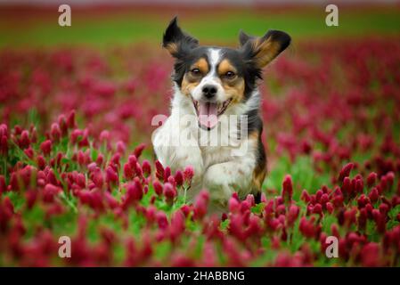 Incroyable chien tricolore mignon courant dans le trèfle rouge fleuri. Banque D'Images