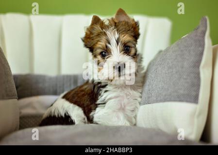 Un chien du Yorkshire Terrier assis sur une chaise beige Banque D'Images