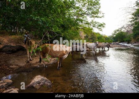 Le bétail est l'eau potable de Rio cercle del sur, Toro Bravo, province de Cocle, République de Panama, Amérique centrale. Banque D'Images