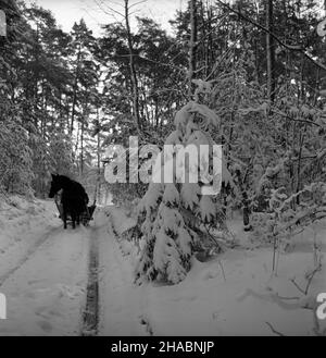 Polska, 1969-11.W Nadleœnictwie Kudypy (woj. Olsztyñskie) ju¿ W listopadzie gruboœæ pokrywy œnie¿nej dochodzi³a do 30 cm.NZ. Koñ zaprzê¿ony W sanie na drodze leœnej. uu PAP/Stanis³aw Moroz Dok³adny dzieñ wydarzenia nieustalony.Pologne, novembre 1969.La couverture de neige dans le district forestier de Kudypy (province d'Olsztyn) a déjà atteint 30 cm en novembre.Photo : traîneau à cheval. uu PAP/Stanislaw Moroz Banque D'Images