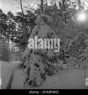 Polska, 1969-11.W Nadleœnictwie Kudypy (woj. Olsztyñskie) ju¿ W listopadzie gruboœæ pokrywy œnie¿nej dochodzi³a do 30 cm.NZ. droga leœna. uu PAP/Stanis³aw Moroz Dok³adny dzieñ wydarzenia nieustalony.Pologne, novembre 1969.La couverture de neige a atteint 30 cm dans le district forestier de Kudypy (province d'Olsztyn) déjà en novembre.Photo : une forêt. uu PAP/Stanislaw Moroz Banque D'Images