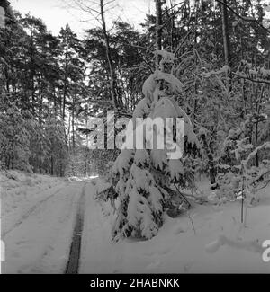 Polska, 1969-11.W Nadleœnictwie Kudypy (woj. Olsztyñskie) ju¿ W listopadzie gruboœæ pokrywy œnie¿nej dochodzi³a do 30 cm.NZ. droga leœna. uu PAP/Stanis³aw Moroz Dok³adny dzieñ wydarzenia nieustalony.Pologne, novembre 1969.La couverture de neige a atteint 30 cm dans le district forestier de Kudypy (province d'Olsztyn) déjà en novembre.Photo : une forêt. uu PAP/Stanislaw Moroz Banque D'Images