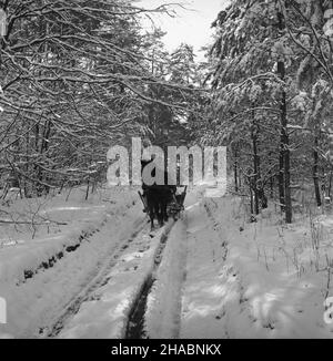 Polska, 1969-11.W Nadleœnictwie Kudypy (woj. Olsztyñskie) ju¿ W listopadzie gruboœæ pokrywy œnie¿nej dochodzi³a do 30 cm.NZ. Koñ zaprzê¿ony W sanie na drodze leœnej. uu PAP/Stanis³aw Moroz Dok³adny dzieñ wydarzenia nieustalony.Pologne, novembre 1969.La couverture de neige dans le district forestier de Kudypy (province d'Olsztyn) a déjà atteint 30 cm en novembre.Photo : traîneau à cheval. uu PAP/Stanislaw Moroz Banque D'Images