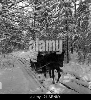 Polska, 1969-11.W Nadleœnictwie Kudypy (woj. Olsztyñskie) ju¿ W listopadzie gruboœæ pokrywy œnie¿nej dochodzi³a do 30 cm.NZ. Koñ zaprzê¿ony W sanie na drodze leœnej. uu PAP/Stanis³aw Moroz Dok³adny dzieñ wydarzenia nieustalony.Pologne, novembre 1969.La couverture de neige dans le district forestier de Kudypy (province d'Olsztyn) a déjà atteint 30 cm en novembre.Photo : traîneau à cheval. uu PAP/Stanislaw Moroz Banque D'Images