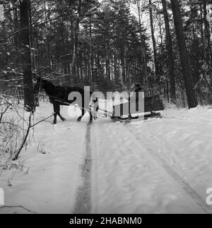 Polska, 1969-11.W Nadleœnictwie Kudypy (woj. Olsztyñskie) ju¿ W listopadzie gruboœæ pokrywy œnie¿nej dochodzi³a do 30 cm.NZ. Koñ zaprzê¿ony W sanie na drodze leœnej. uu PAP/Stanis³aw Moroz Dok³adny dzieñ wydarzenia nieustalony.Pologne, novembre 1969.La couverture de neige dans le district forestier de Kudypy (province d'Olsztyn) a déjà atteint 30 cm en novembre.Photo : traîneau à cheval. uu PAP/Stanislaw Moroz Banque D'Images