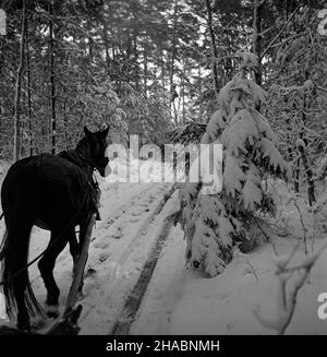 Polska, 1969-11.W Nadleœnictwie Kudypy (woj. Olsztyñskie) ju¿ W listopadzie gruboœæ pokrywy œnie¿nej dochodzi³a do 30 cm.NZ. Koñ zaprzê¿ony W sanie na drodze leœnej. uu PAP/Stanis³aw Moroz Dok³adny dzieñ wydarzenia nieustalony.Pologne, novembre 1969.La couverture de neige dans le district forestier de Kudypy (province d'Olsztyn) a déjà atteint 30 cm en novembre.Photo : traîneau à cheval. uu PAP/Stanislaw Moroz Banque D'Images