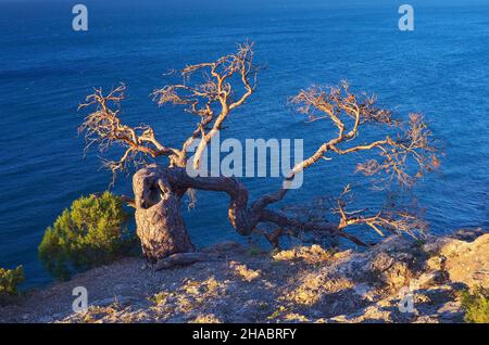 Exemple de la survie dans des conditions difficiles. L'ancien arbre pousse de travers sur le rocher. Vue sur la mer. Soirée ensoleillée Banque D'Images