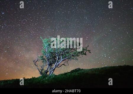 Paysage de nuit arbre solitaire sur un fond de ciel étoilé Banque D'Images