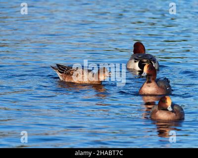 Wigeon femelle (Mareca penelope) chassant les mâles dans le canal calédonien, Inverness, Écosse, Royaume-Uni Banque D'Images