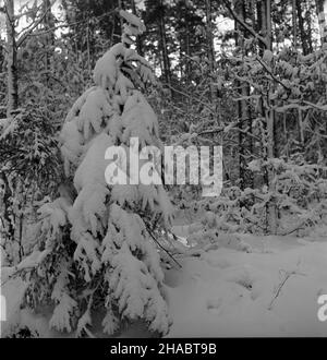 Polska, 1969-11.W Nadleœnictwie Kudypy (woj. Olsztyñskie) ju¿ W listopadzie gruboœæ pokrywy œnie¿nej dochodzi³a do 30 cm.NZ. Fragment laus. uu PAP/Stanis³aw Moroz Dok³adny dzieñ wydarzenia nieustalony.Pologne, novembre 1969.La couverture de neige a atteint 30 cm dans le district forestier de Kudypy (province d'Olsztyn) déjà en novembre.Photo : une forêt. uu PAP/Stanislaw Moroz Banque D'Images