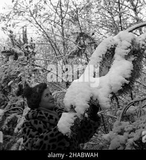 Olsztyn, 1969-11-05.Pierwszy œnieg W Olsztynie.NZ. Kobieta dotyka przysypanej œniegiem ga³êzi. mb PAP/Stanis³aw MorozOlsztyn, novembre 5.1969. Première neige à Olsztyn.Photo : une femme touche une branche d'arbre enneigée MB PAP/Stanis³aw Moroz Banque D'Images