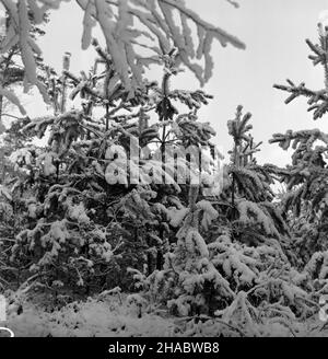 Olsztyn, 1969-11-05.Pierwszy œnieg W Olsztynie.NZ. Pokryte œniegiem m³ode œwierki. mb PAP/Stanis³aw MorozOlsztyn, novembre 5.1969. Première neige à Olsztyn.Photo : spruces enneigés MB PAP/Stanis³aw Moroz Banque D'Images