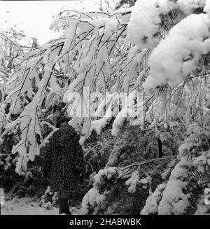 Olsztyn, 1969-11-05.Pierwszy œnieg W Olsztynie.NZ. Kobieta pod przysypanymi œniegiem ga³êziami drzew. mb PAP/Stanis³aw MorozOlsztyn, novembre 5.1969. Première neige à Olsztyn.Photo : une femme sous des branches enneigées. mb PAP/Stanis³aw Moroz Banque D'Images