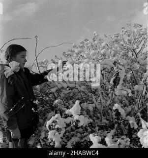 Olsztyn, 1969-11-05.Pierwszy œnieg W Olsztynie.NZ. Dziewczynka dotyka przysypanego œniegiem krzewu. mb PAP/Stanis³aw MorozOlsztyn, novembre 5.1969. Première neige à Olsztyn.Photo : un gir touche les buissons enneigés. mb PAP/Stanis³aw Moroz Banque D'Images