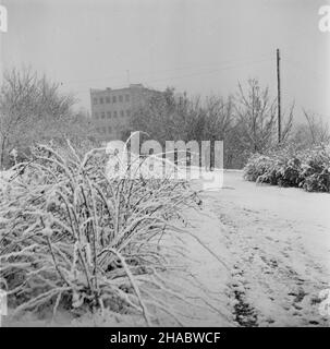 Olsztyn, 1969-11-05.Pierwszy œnieg W Olsztynie.NZ. Przysypane œniegiem krzewy przy ulicy Emilii Plater. mb PAP/Stanis³aw MorozOlsztyn, novembre 5.1969. Première neige à Olsztyn.Photo : buissons enneigés dans la rue Emilia Plater. mb PAP/Stanis³aw Moroz Banque D'Images