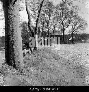 Olsztyn, 1969-11-05.Pierwszy œnieg W Olsztynie.NZ. Oszronione œniegiem drzewa. mb PAP/Stanis³aw MorozOlsztyn, novembre 5.1969. Première neige à Olsztyn.Photo : arbre recouvert de neige mb PAP/Stanis³aw Moroz Banque D'Images