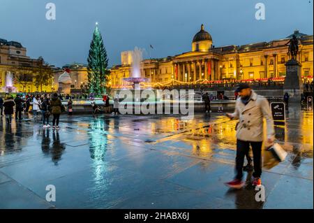 Londres, Royaume-Uni.11th décembre 2021.L'arbre de Noël carré Trafalgar par temps humide.À l'extérieur de la Galerie nationale, les deux sont reflétés dans les pierres wert de la place.Crédit : Guy Bell/Alay Live News Banque D'Images