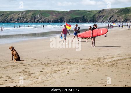 Surfeurs,surfeurs,avec,planche,surf,planches,sur,Newgale Beach,près,de,Saint Davids,Pembrokeshire,côte,côtière,août,été,ensoleillé,météo,été,été,été,été,jour,vacances,vacances,au,pays de Galles,Welsh,Grande-Bretagne,Grande-Bretagne,britannique,Royaume-Uni Banque D'Images