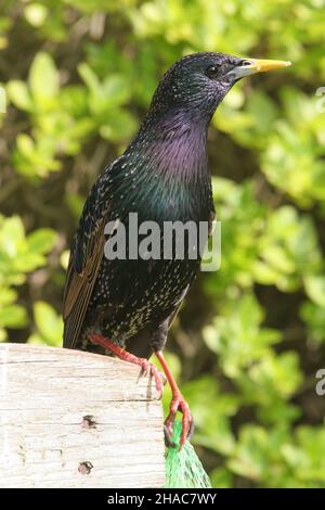 Le bleu sur le projet de loi de ce Starling l'identifie comme un oiseau mâle, une femelle a le rose sur le projet de loi ! Banque D'Images