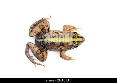 Image de grenouille brune isolée sur fond blanc.Pélophylax ridibundus.Animal.Amphibiens. Banque D'Images