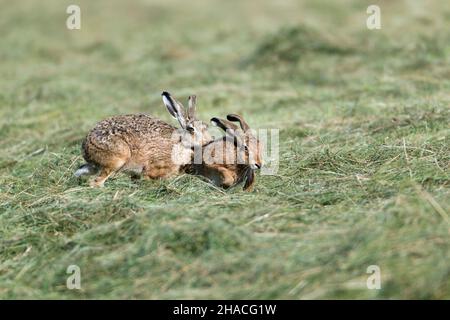 Lièvre européen (Lepus europaeus), paire, buck approchant le doe, vérifiant pour voir si elle est prête à concevoir, Basse-Saxe, Allemagne Banque D'Images