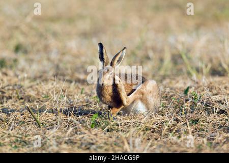 Lièvre européen (Lepus europaeus), adulte se grattant l'oreille avec sa patte arrière, Basse-Saxe, Allemagne Banque D'Images