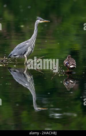 Héron gris européen, (Ardea cinerea), oiseau juvénile, en alerte de lac, à la recherche de proies,Basse-Saxe, Banque D'Images